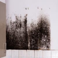 Mold Removal Memphis Solutions image 1